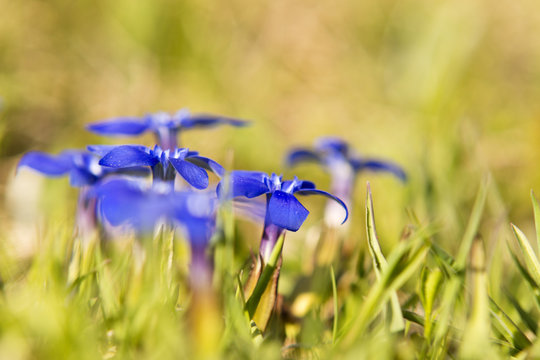 Fr&uuml;hlings Enziane (Gentiana averna)