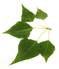 Fototapeta premium Green leaves isolated on white