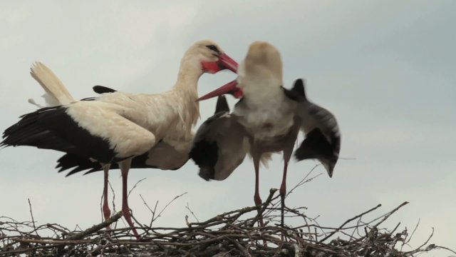 Klapperst&ouml;rche