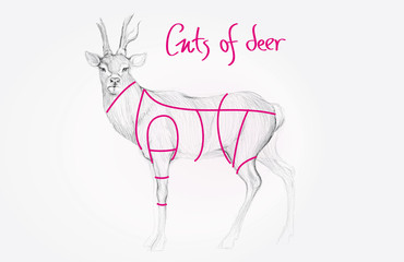 Sketch of DEER / Cuts of venison meat