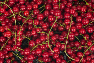 red currants