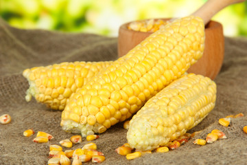 Fresh and dried corn on sackcloth, on bright background