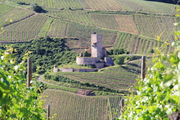 Château fort du Wineck à Katzenthal en Alsace