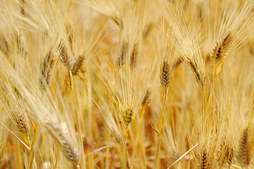bread wheat harvest field corn ear