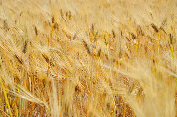 bread wheat harvest field corn ear