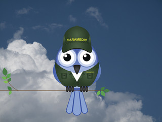 Comical Paramedic bird sat on a tree branch