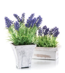 Beautiful lavender in wooden pots isolated on white