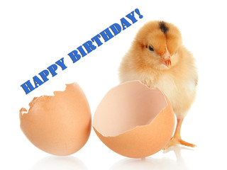 Little chicken with eggshell isolated on white © Africa Studio