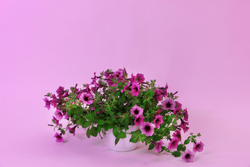 Obraz premium Purple petunia in flowerpot on light purple background