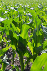 Obraz premium Futtermais