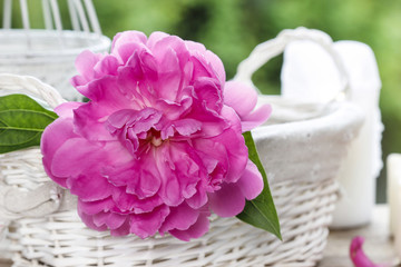 Single pink peony flower in white ceramic vase on fresh green