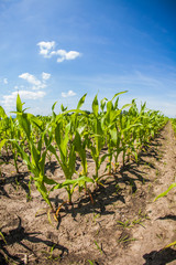 Rural landscape with cultavated fields