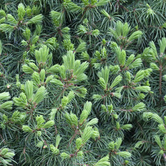 Fir-needle