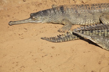 Gharial on Sand Background
