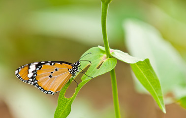 tawny coster butterfly close up