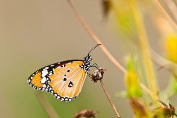 Obraz na płótnie Canvas plain tiger butterfly close up
