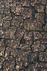 abstract background tree bark texture