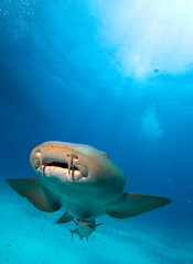 Obraz premium Nurse shark