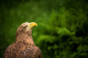 eagle