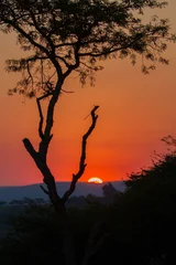 Foto op Plexiglas African safari © ottoduplessis