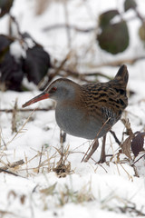 Water rail, Rallus aquaticus