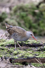 Water rail, Rallus aquaticus