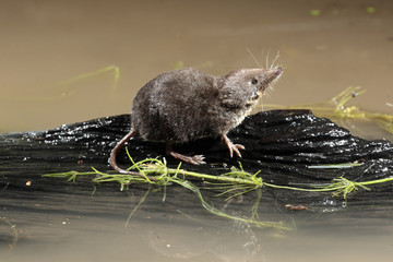 Water shrew, Neomys fodiens