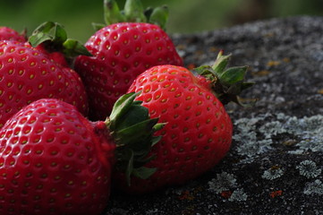 Frische Erdbeeren