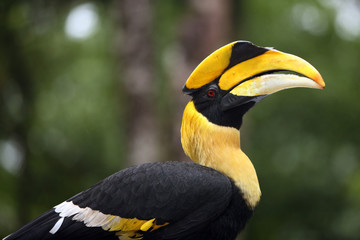 Great Hornbill in light rain © obroni