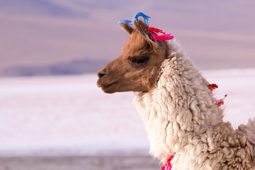 Lama on the Laguna Colorada, Bolivia © Curioso.Photography