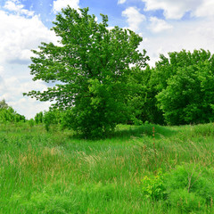 Fototapeta premium Field