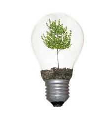 Incandescent light bulb with a tree as the filament