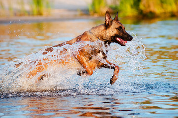 malinois dog jumps in water