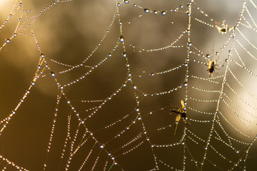 web with dew drops