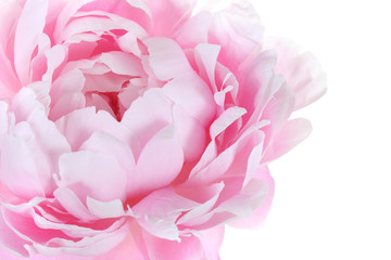 part of pink peony on a white background