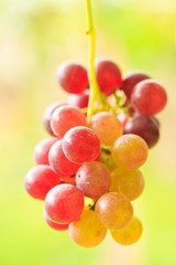 Grapes