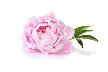 Obraz premium Piękna różowa piwonia na białym tle