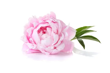 Washable wall murals Peonies Beautiful pink peony on a white background