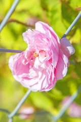 Rose am Zaun