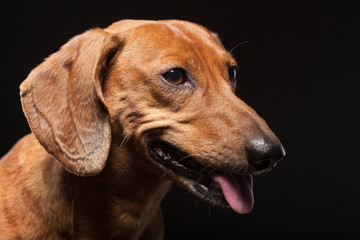portrait of cute brown dachshund dog isolated on black backgroun