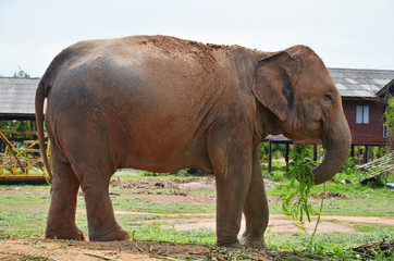 BanTaKlang Elephant Village  Study Center  Surin Thailand