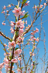 Peach flower