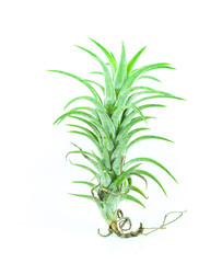 Tillandsia isolated - Bromelia on white background