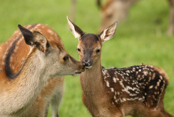 Close up of a young Fallow Deer with mother
