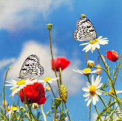 Sommerwiese mit Margeriten und Mohn