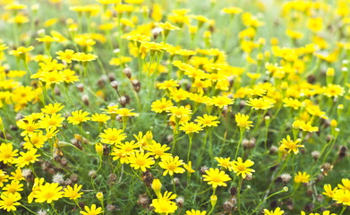 Obraz premium Dahlberg daisy.