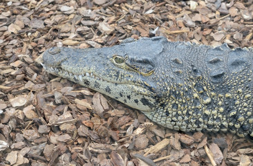 Cuban crocodile head