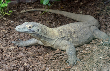 Komodo dragon reptile