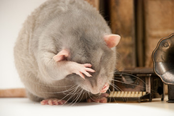 Ratto