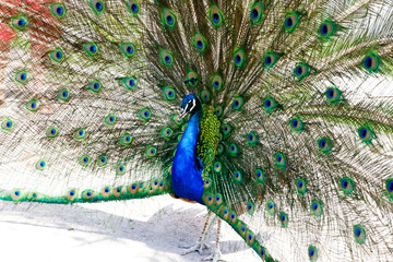 Obraz premium Close up of peacock showing its beautiful feathers